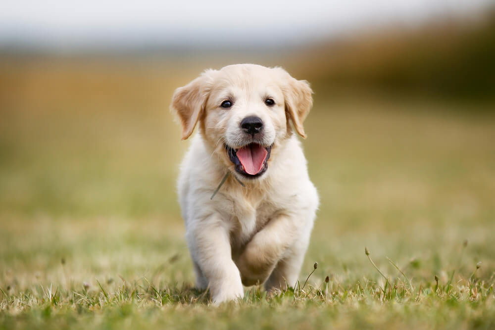 puppyshutterstock_224423782_puppyrunning