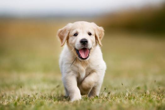 puppyshutterstock_224423782_puppyrunning